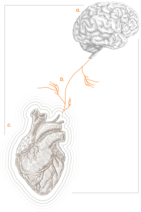 an image of a brain and a heart connected by a nerve